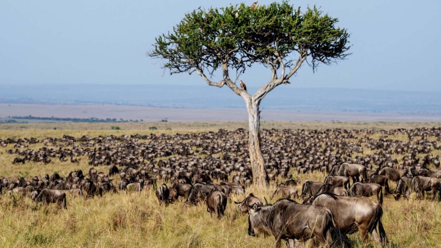 A large herd of wildebeest grazes in a grassy landscape with a solitary tree in the background.