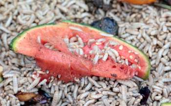 A piece of watermelon infested with numerous small, white larvae on a bed of organic debris.