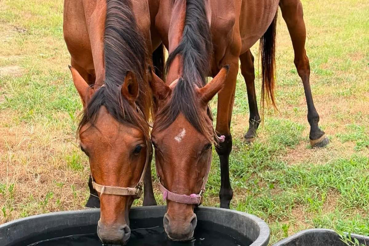 Two rescued horses drinking water from a trough.