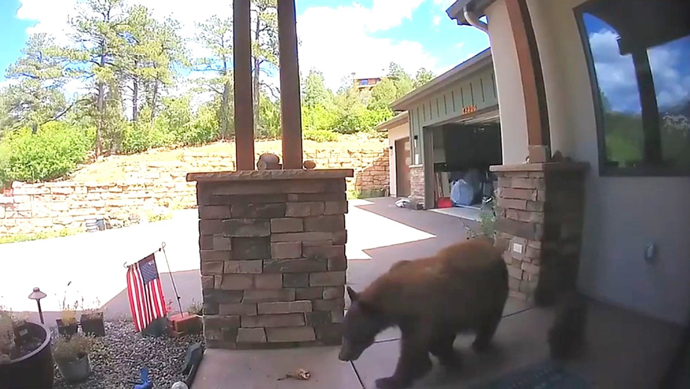 A bear walks near a porch with stone pillars in a residential area.