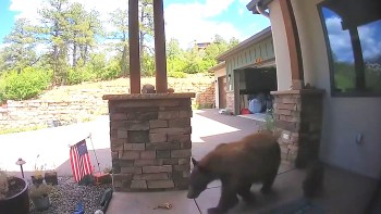 A bear walks near a porch with stone pillars in a residential area.