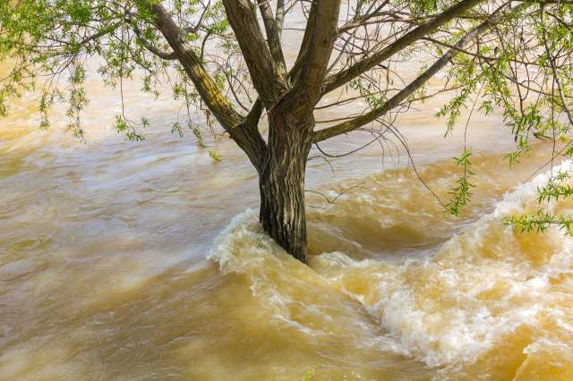 Flooded water around a tree.
