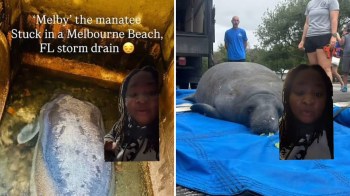 Melby the manatee.