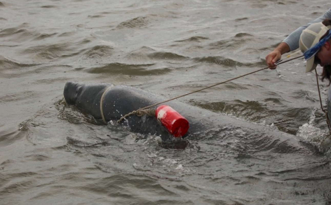A man pulls a manatee in the water, with a red buoy attached to the animal.