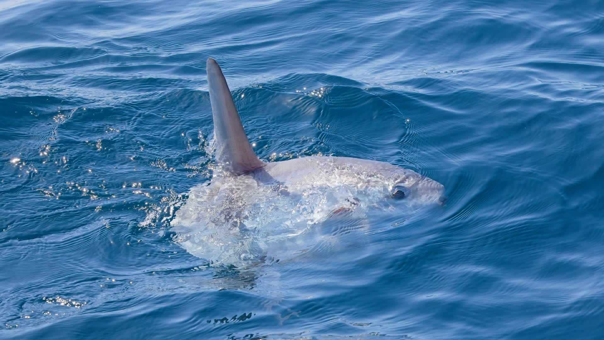 Marine heatwaves reshape Britain's seas as native fish head north and sunfish surge