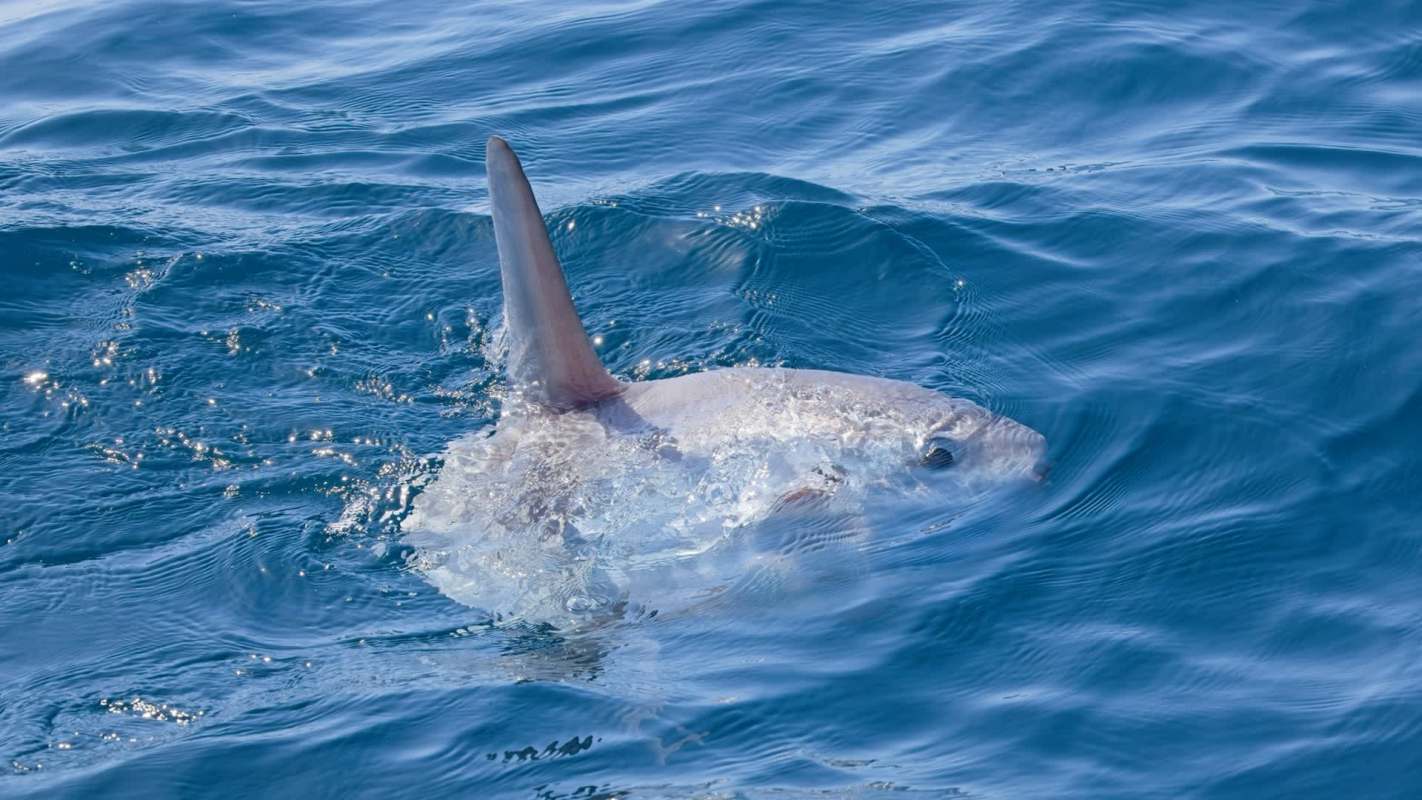 A sunfish breaking the surface of the water.