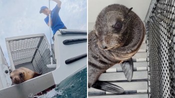 A seal on a boat next to a person holding a pole, and another seal resting on a surface with a net in the background.