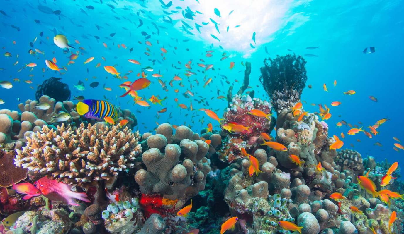 A vibrant coral reef teeming with colorful fish and marine life.