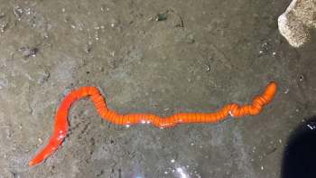 A bright orange worm on sand.