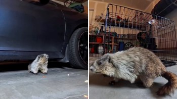A marmot explores a garage near a car and a cage.