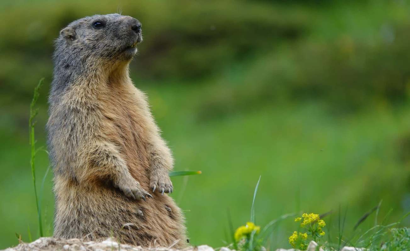 A marmot standing upright on a grassy area with yellow flowers nearby.