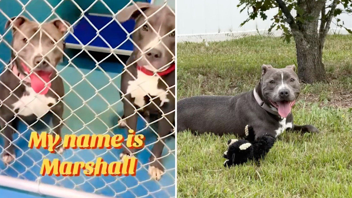 Dogs at a shelter and Marshall with a toy in a field.