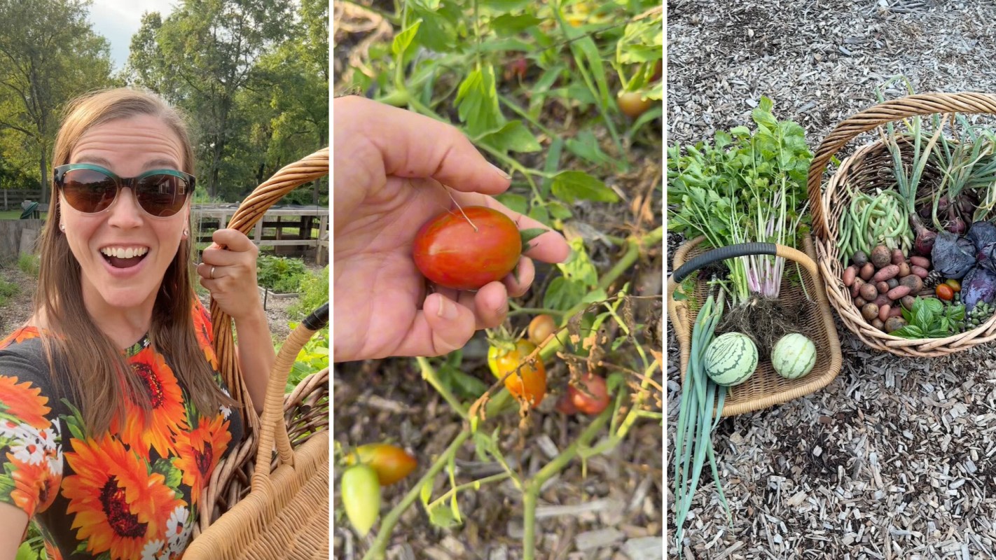 A gardener harvesting vegetables.