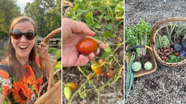 A gardener harvesting vegetables.