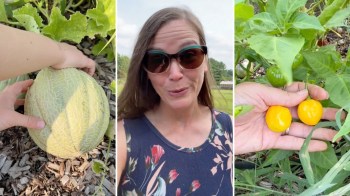 A person holds a cantaloupe, another person talks in a garden, and a hand displays yellow peppers and green fruits.