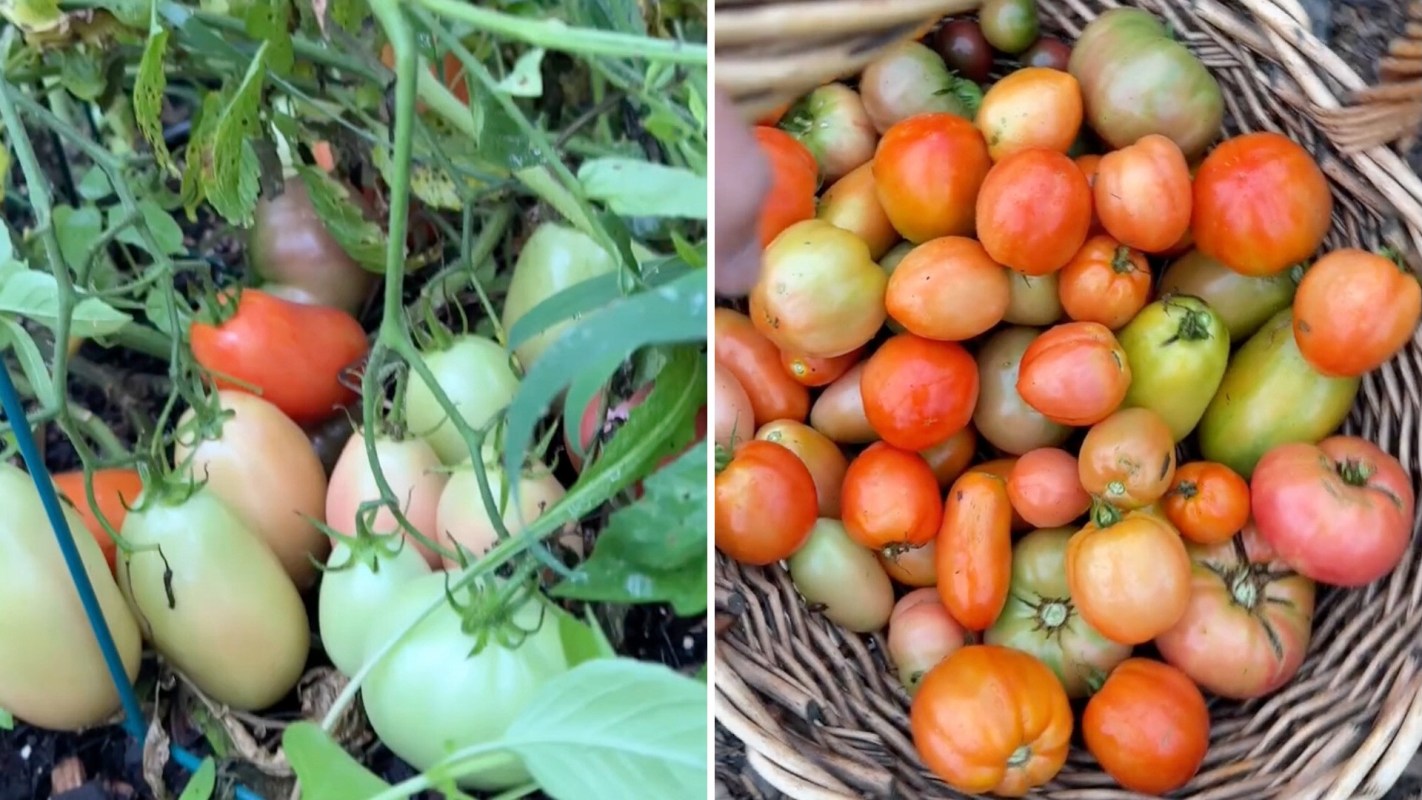 Tomatoes of various colors and sizes are growing on plants and gathered in a woven basket.