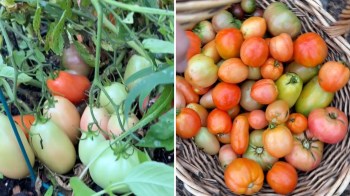 Tomatoes of various colors and sizes are growing on plants and gathered in a woven basket.
