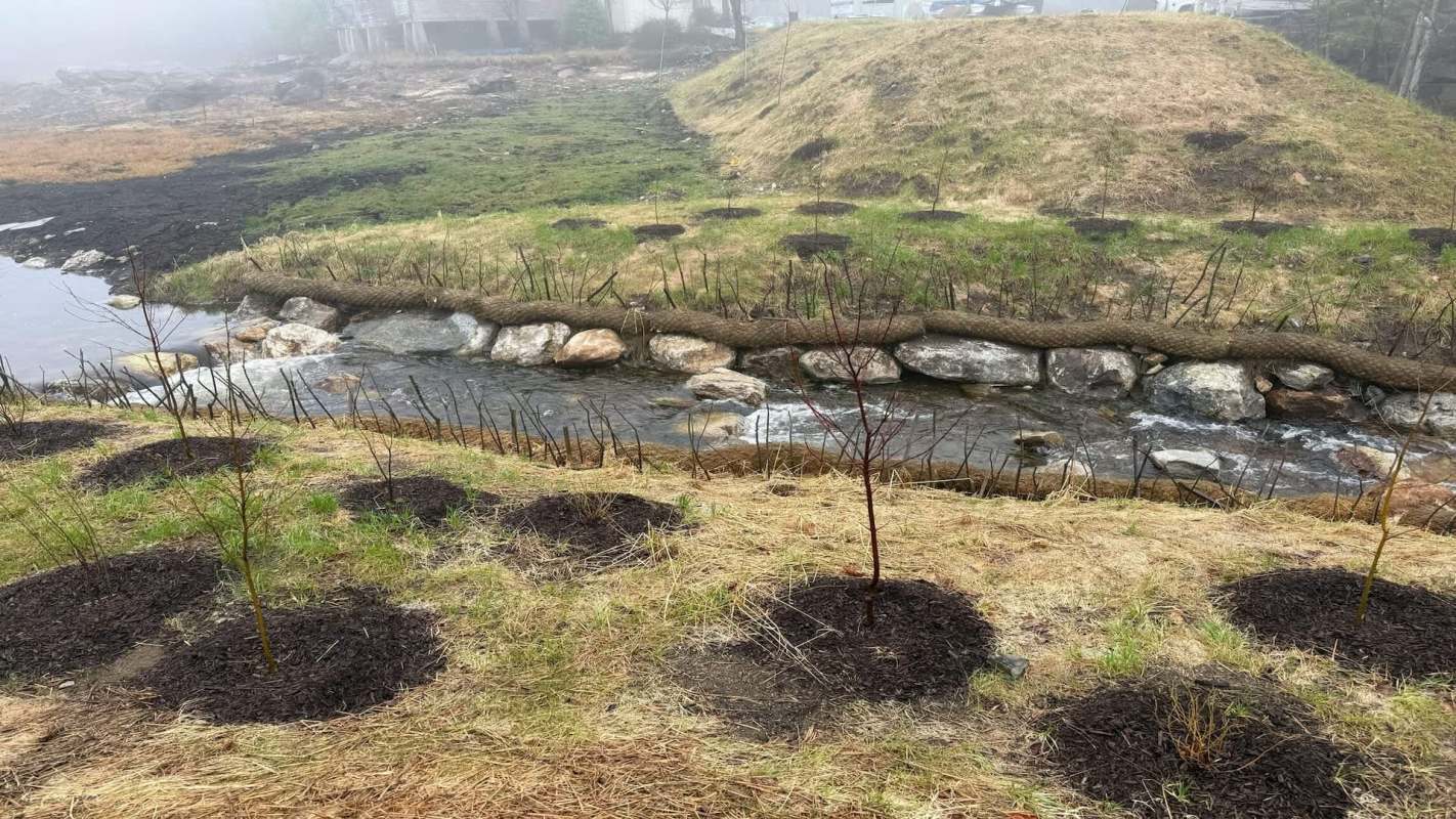A stream flows beside planted trees surrounded by mulch in a foggy landscape.