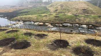A stream flows beside planted trees surrounded by mulch in a foggy landscape.