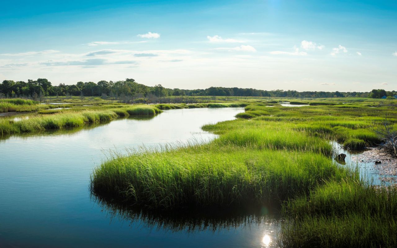 A Massachusetts marsh.