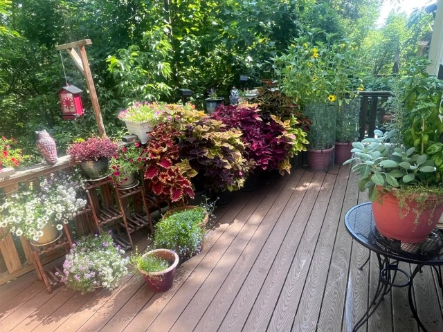 A deck with multiple plant species flourishing in pots and planters.