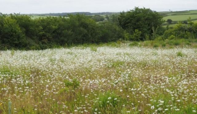 A meadow of white flowers.