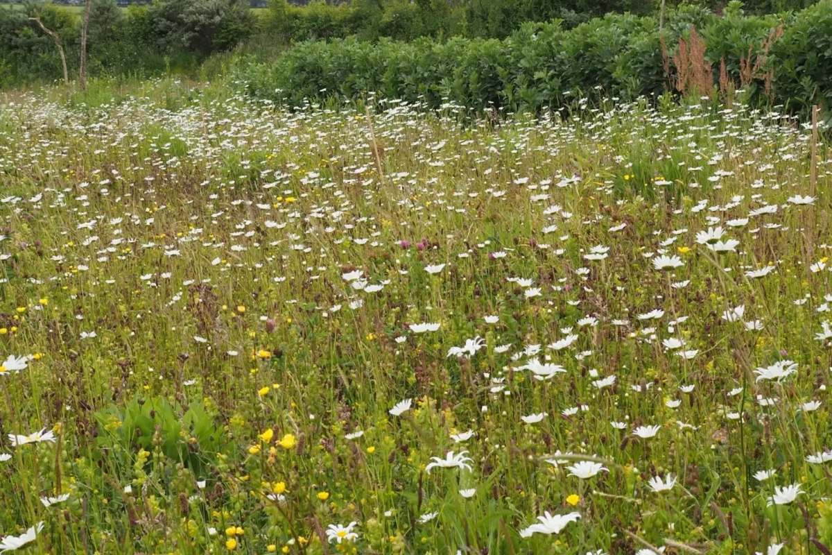 A field of wildflowers.