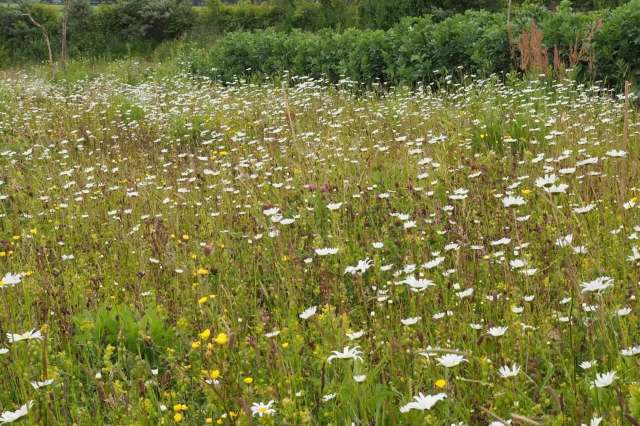 A field of wildflowers.
