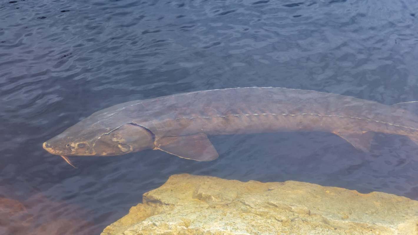 A sturgeon swims near the surface of water next to a rocky shore.