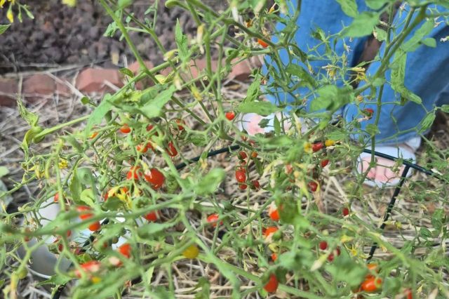 A plant growing micro tomatoes.