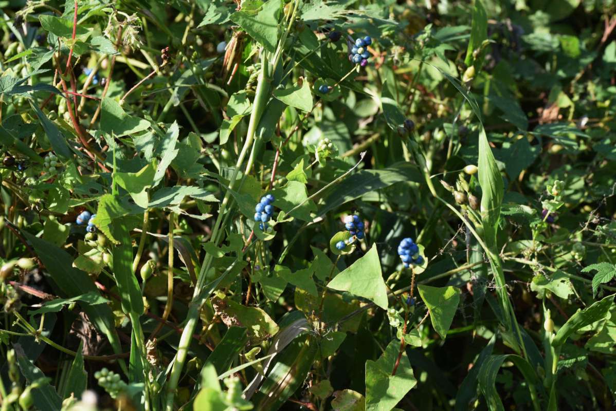A dense patch of plants with clusters of blue and green berries among the foliage.