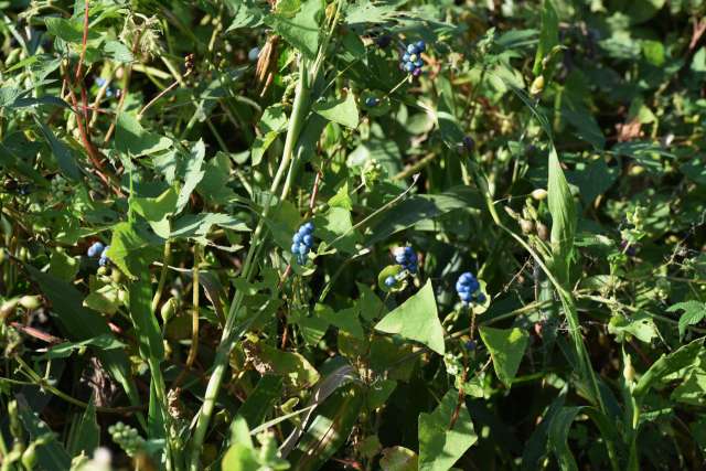 A dense patch of plants with clusters of blue and green berries among the foliage.