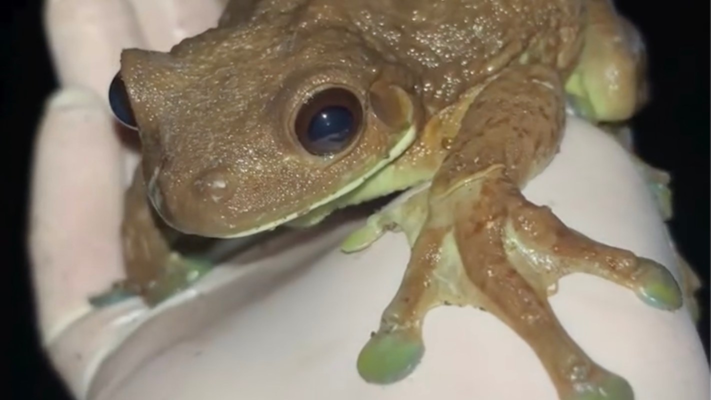 A frog sits on a person's hand.
