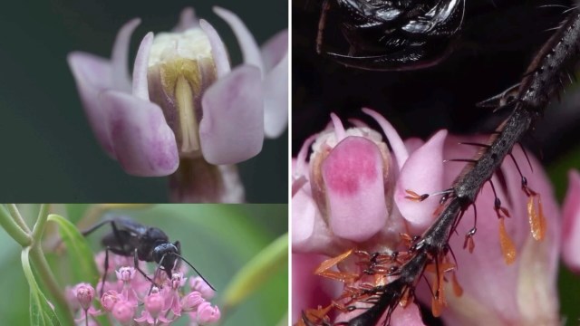 Close-up images of purple flowers, a wasp on pink blossoms, and intricate plant details.