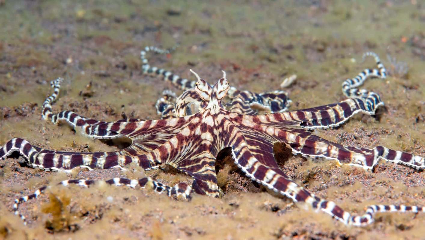 An octopus with a striped pattern rests on the ocean floor.