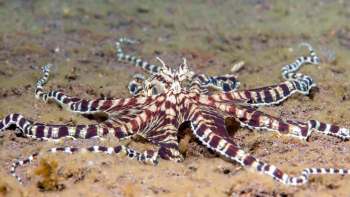 An octopus with a striped pattern rests on the ocean floor.