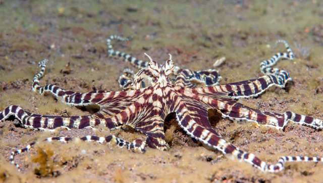 An octopus with a striped pattern rests on the ocean floor.