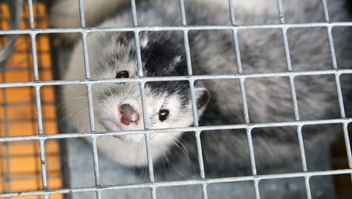 A caged mink.