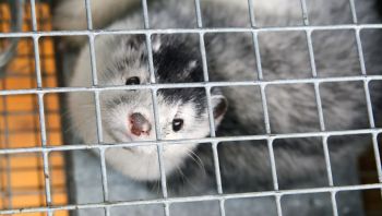 A caged mink.