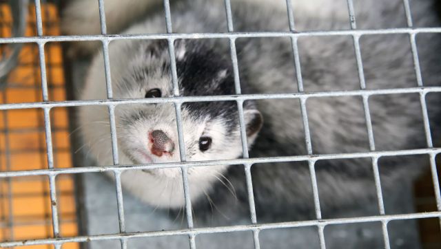 A caged mink.