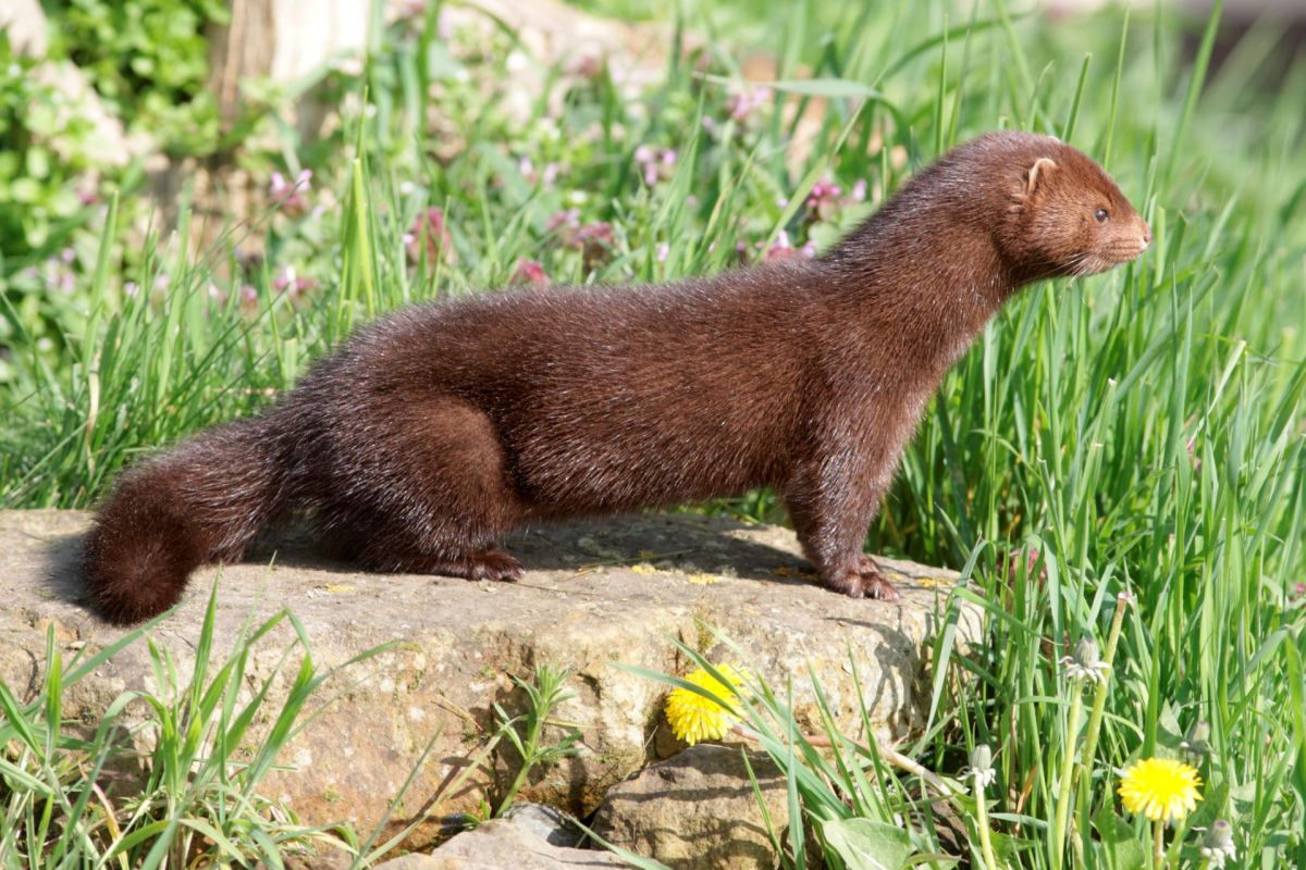 A mink on a rock.