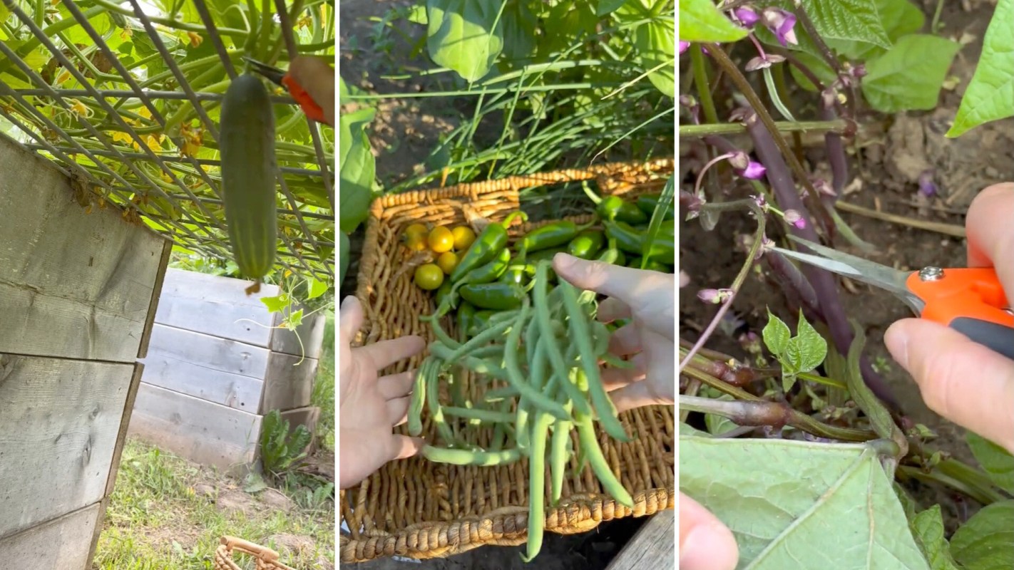A collection of freshly harvested vegetables arranged in a basket, including cucumbers, peppers, and green beans.