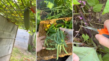 A collection of freshly harvested vegetables arranged in a basket, including cucumbers, peppers, and green beans.