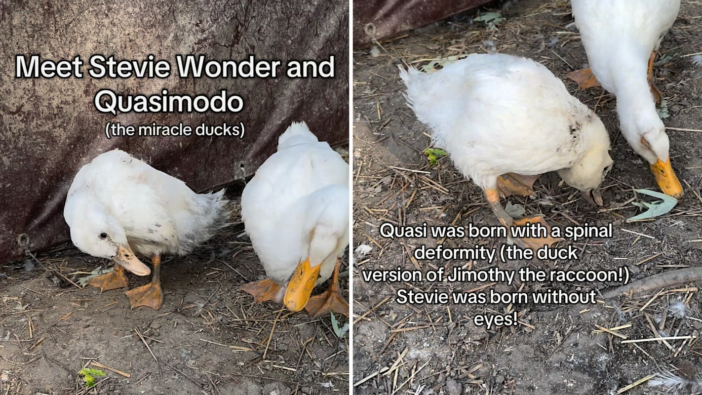 Two ducks named Stevie Wonder and Quasimodo.
