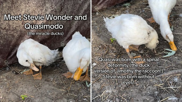 Two ducks named Stevie Wonder and Quasimodo.
