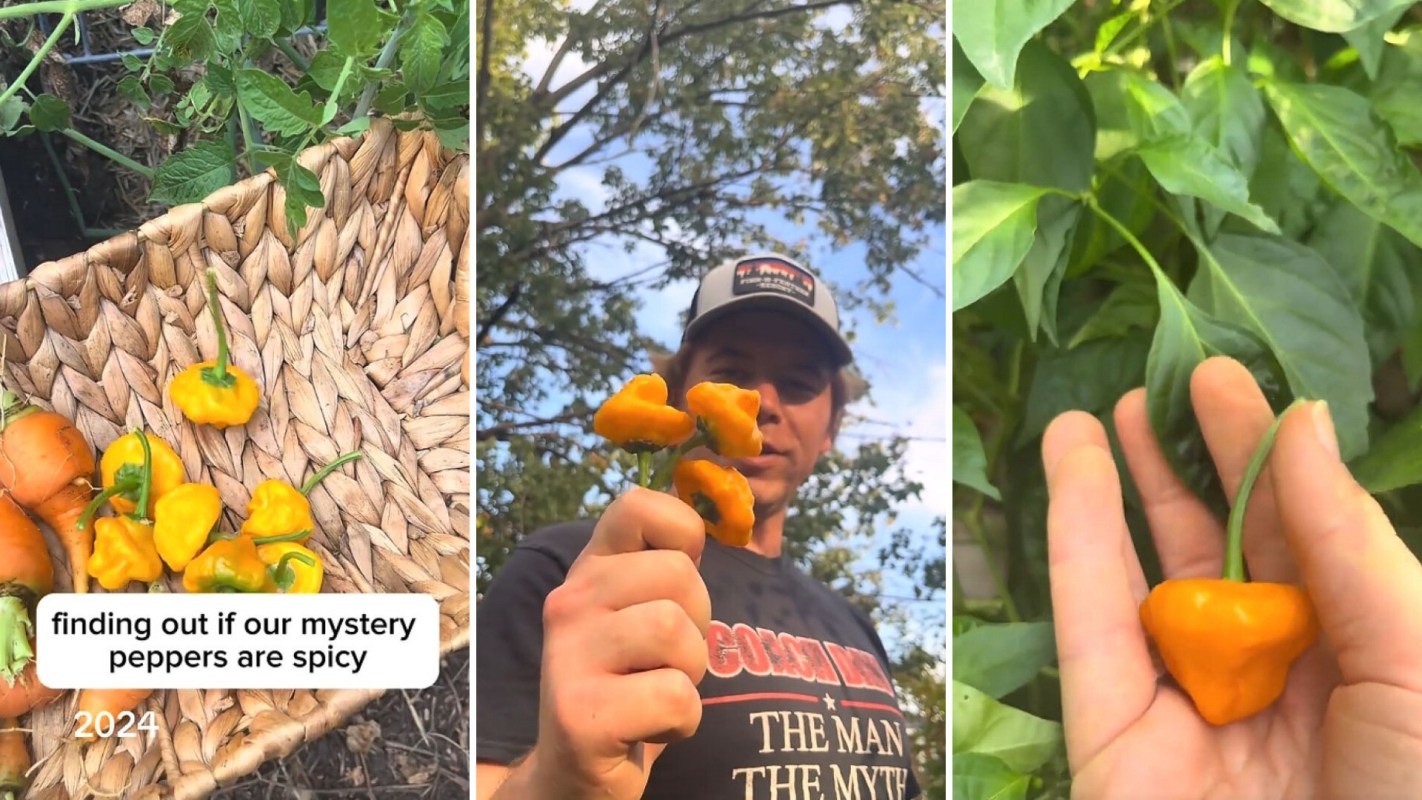 A person holds orange peppers in a garden, surrounded by green plants and vegetation.