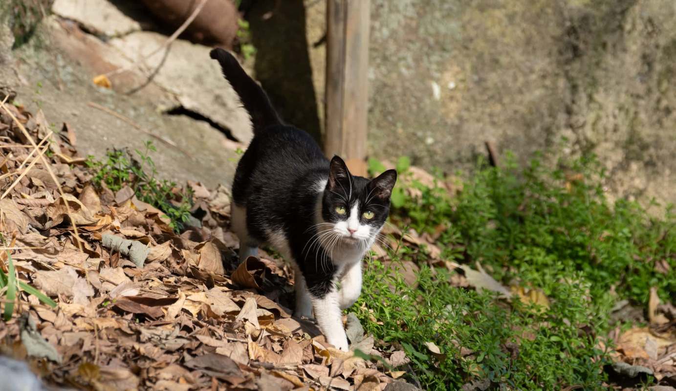 A cat outdoors.
