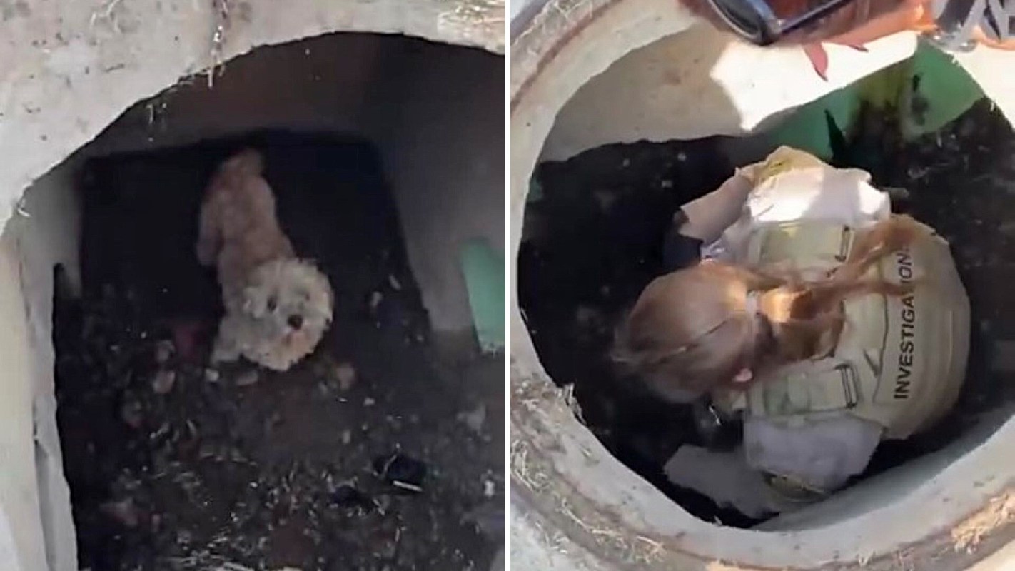 Teddy the maitipoo being rescued from a storm drain.