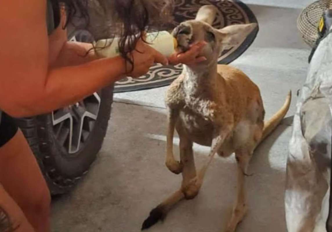 A person feeds a kangaroo with a bottle in a room.
