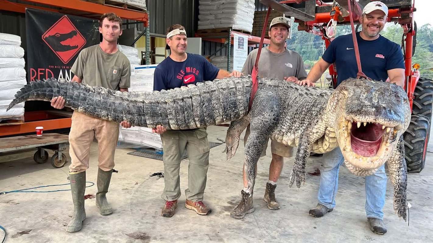 Four men hold a large alligator while standing in a storage area with bags stacked in the background.